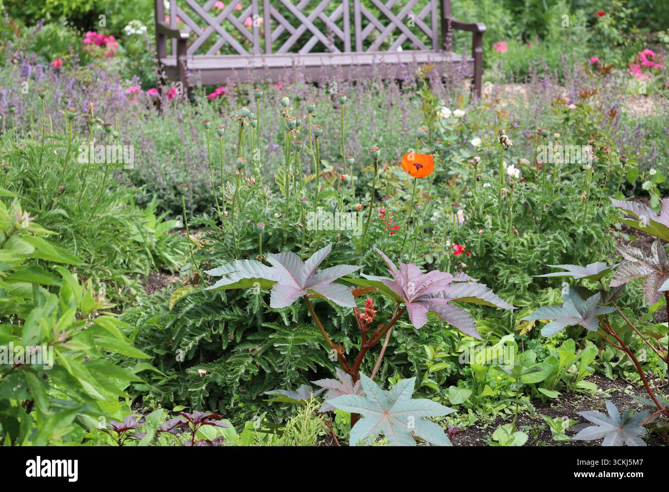 solitaire rouge vif fleur debout au-dessus d'un feuillage dense dans le soleil d'été Banque D'Images