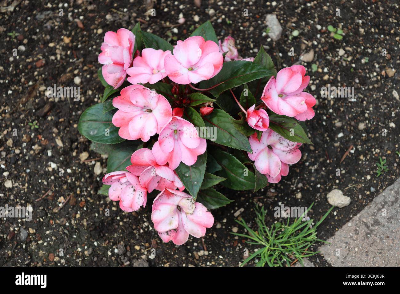 grappe de boues éclaboussées de fleurs blanches roses après de fortes pluies Banque D'Images