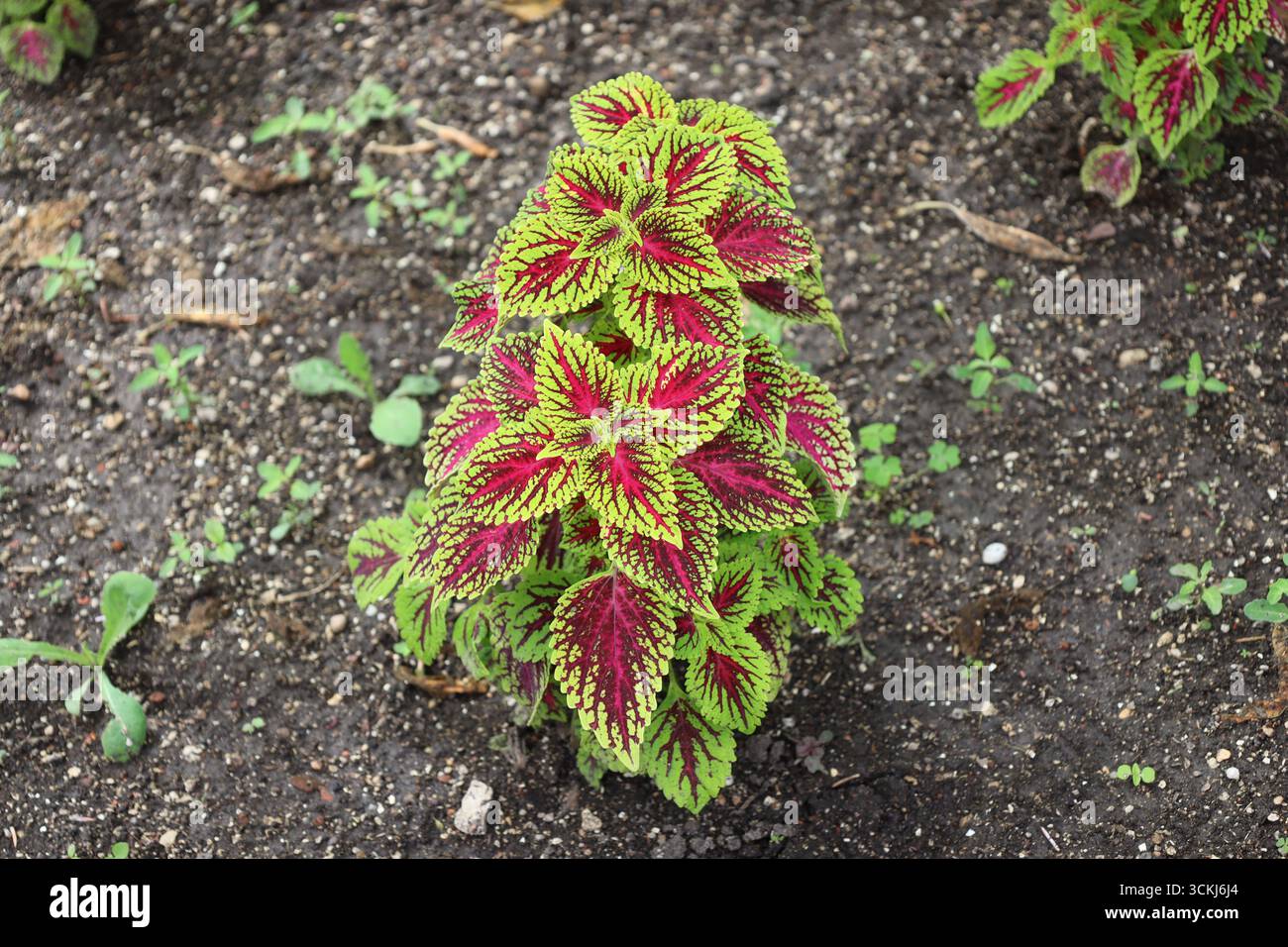 gros plan macro plante unique avec des feuilles de violet marron rouge foncé bordées de vert citron Banque D'Images