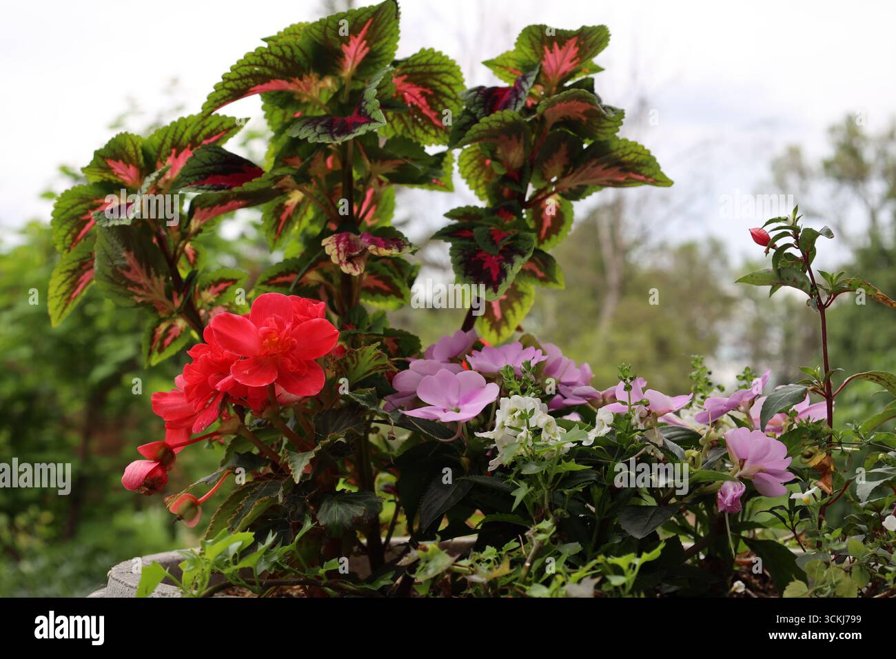 gros plan de fleurs et de bourgeons rouge violet blanc éclatant de jardinière en béton ronde Banque D'Images