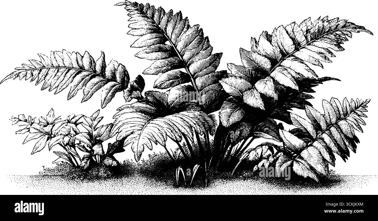 Silhouette de MOA avec des fougères dans la brume tôt le matin - scène gravée vintage. Illustration de Vecteur