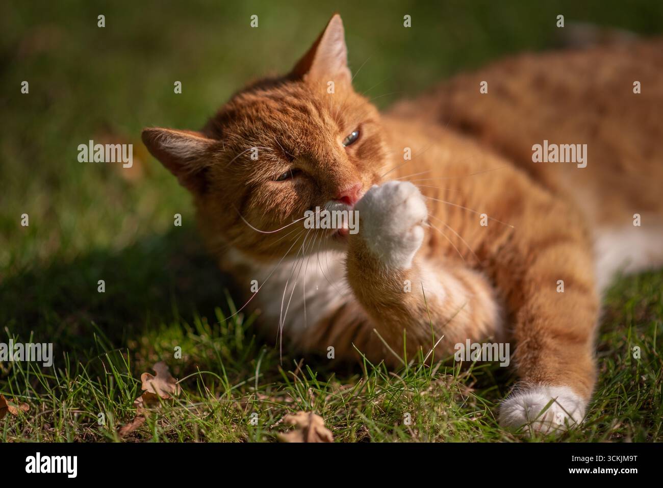 un chat au gingembre se toilettant avec sa patte Banque D'Images