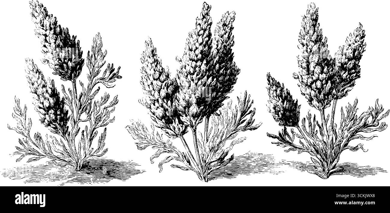 Illustration vintage de plantes de lavande dessinées à la main pour l'art botanique et le design. Illustration de Vecteur