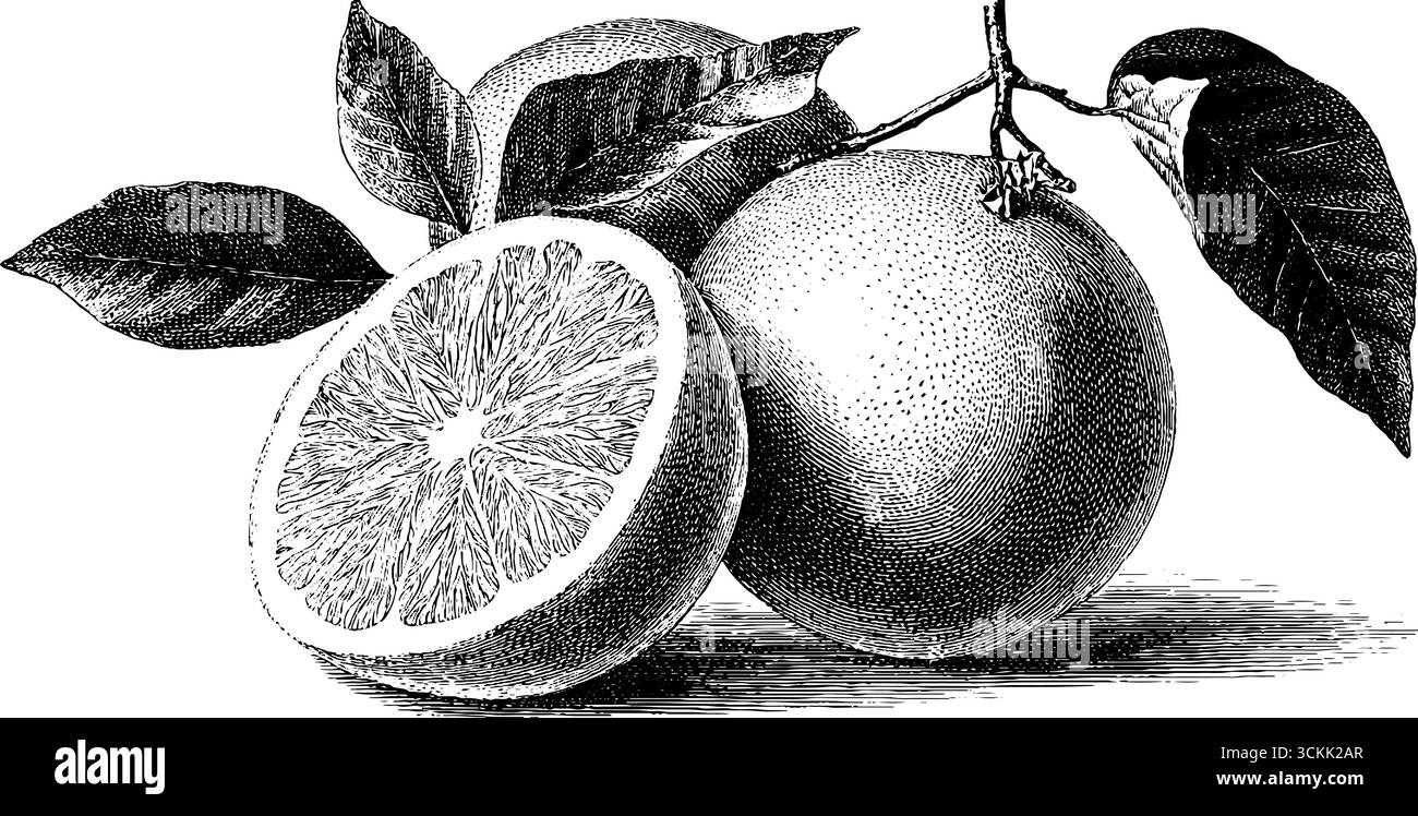 Illustration de gravure de pamplemousse vintage pour des projets de conception créatifs. Illustration de Vecteur
