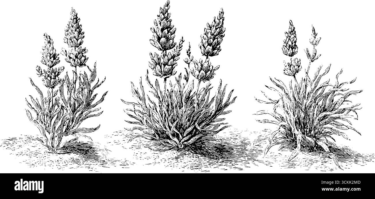 Gravure en noir et blanc de plantes de lavande - illustration botanique vintage dessinée à la main pour le décor et le design. Illustration de Vecteur