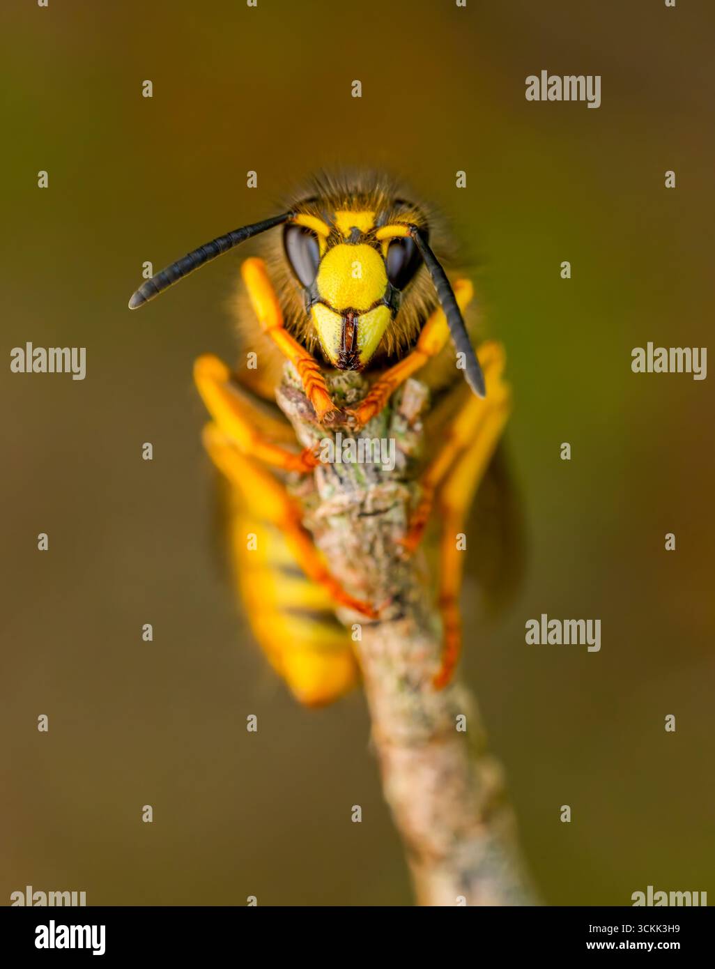 Vue rapprochée d'une guêpe commune (Vespula vulgaris), au repos sur une petite brindille Banque D'Images