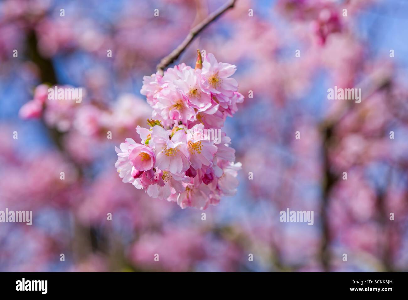Une masse de belle fleur de cerisier rose posée contre un ciel bleu vif Banque D'Images