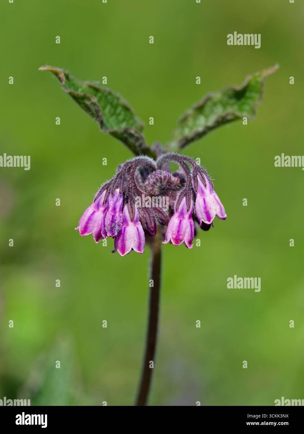 Une plante et des fleurs de consoude commune solitaire (Symphytum officinale), photographiée sur un fond vert luxuriant Banque D'Images