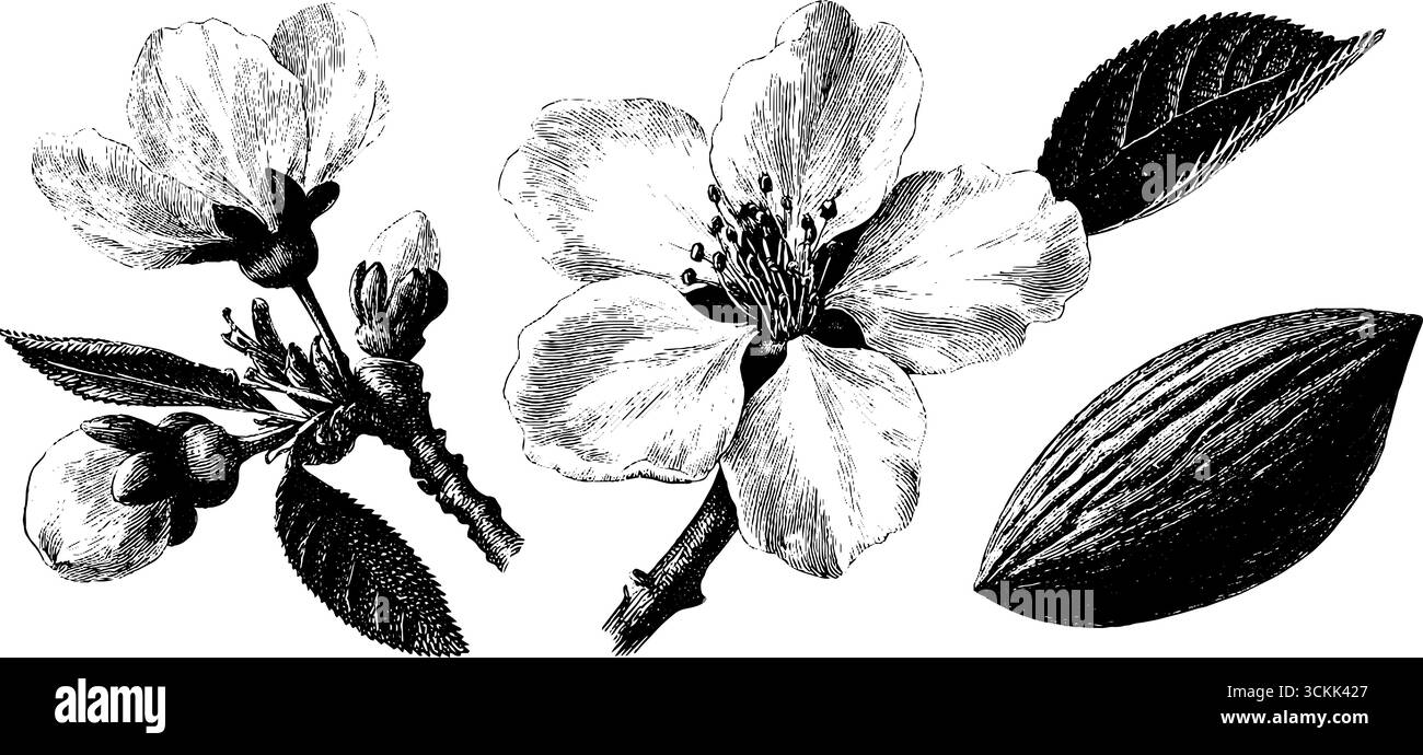 Art botanique gravé mettant en vedette des fleurs d'amande et des feuilles pour des projets de design. Illustration de Vecteur Art botanique gravé mettant en vedette des fleurs d'amande et des feuilles pour des projets de design. Illustration de Vecteur