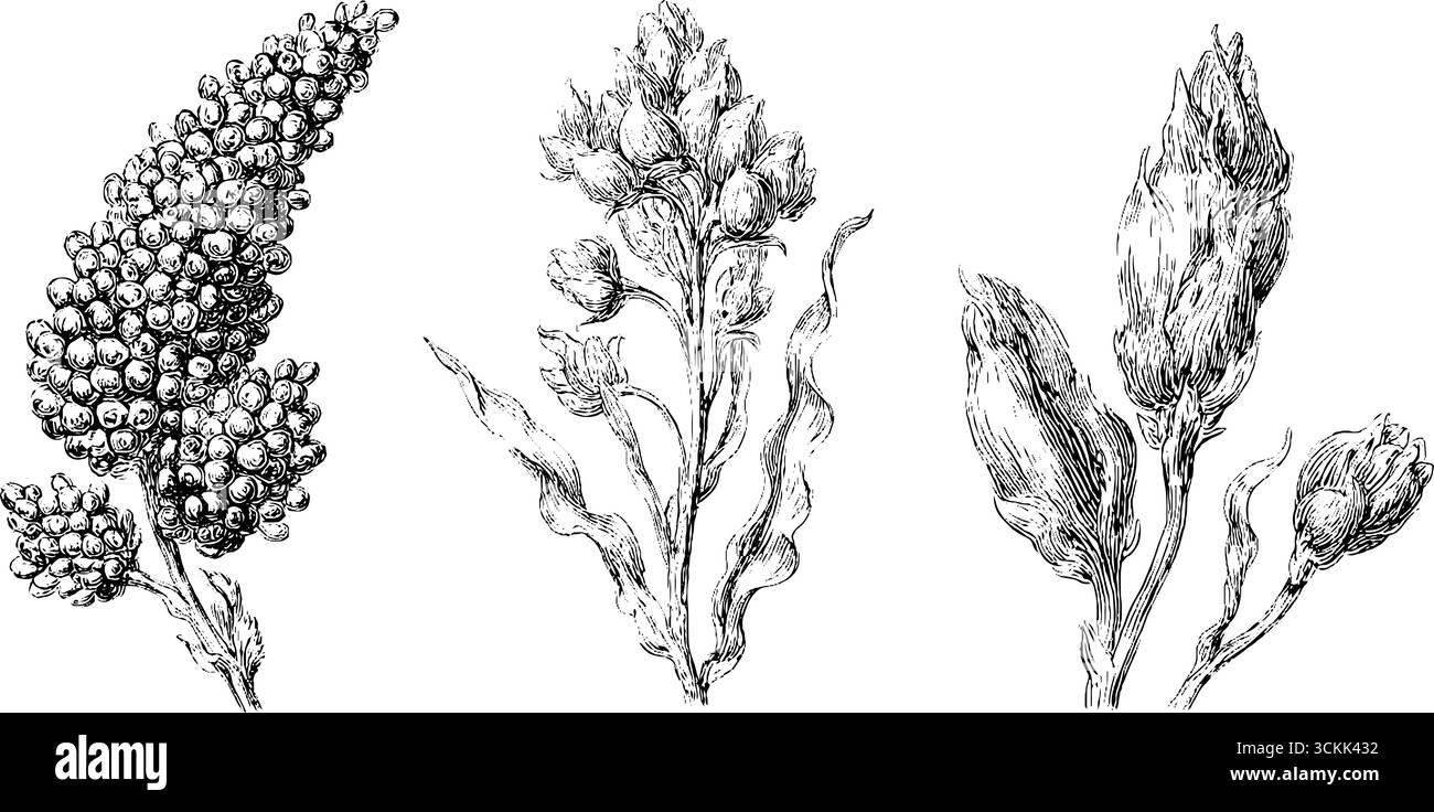 Gravures botaniques vintage de baies quin et de plantes pour la conception et la décoration. Illustration de Vecteur