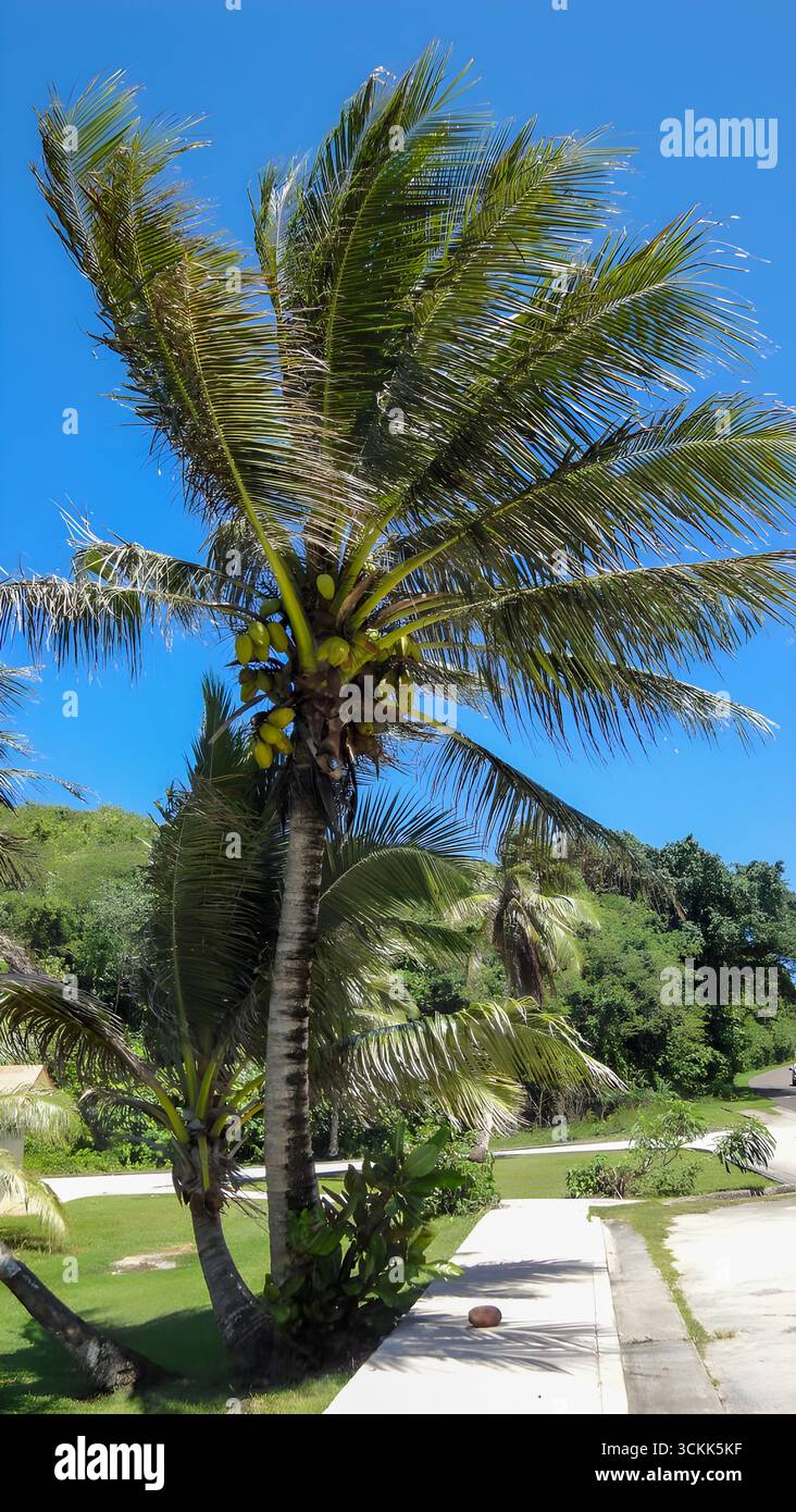 Palmier à noix de coco avec noix de coco contre ciel tropical bleu à Guam. Banque D'Images