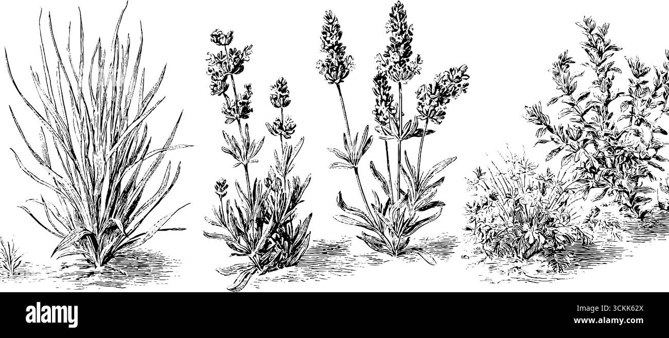 Ensemble de croquis botaniques vintage : lavande dessinée à la main et illustration de feuillage pour un décor rétro. Illustration de Vecteur