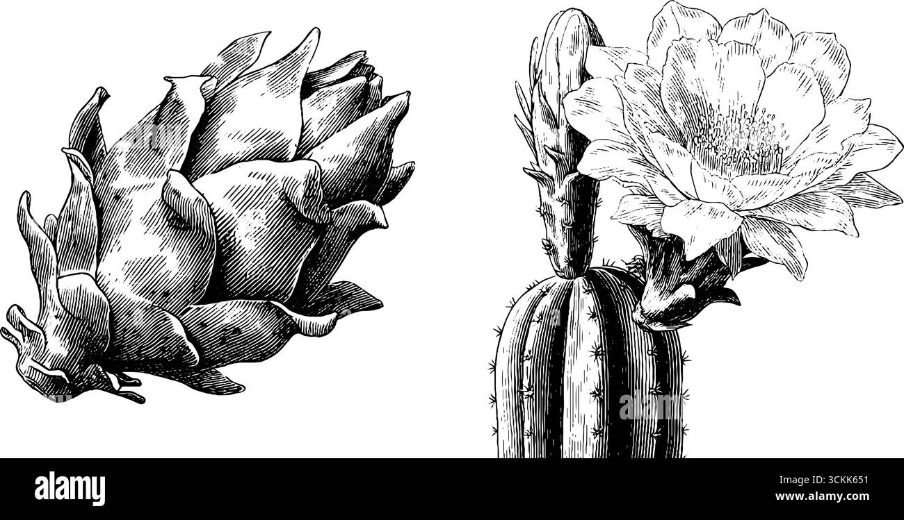 Art botanique gravé de fruits de dragon et fleurs de cactus pour le design et l'inspiration. Illustration de Vecteur