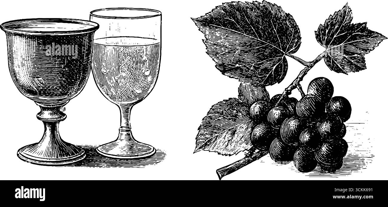 Verres à vin blanc gravés vintage et illustration de raisins pour la conception. Illustration de Vecteur