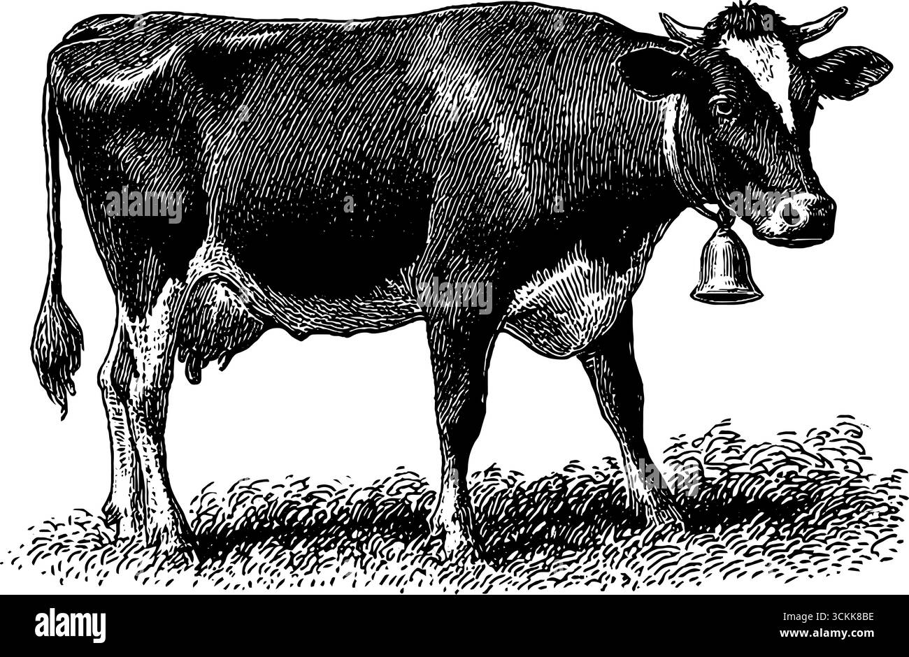 Illustration gravée de vache avec cloche pour la conception de ferme vintage. Illustration de Vecteur