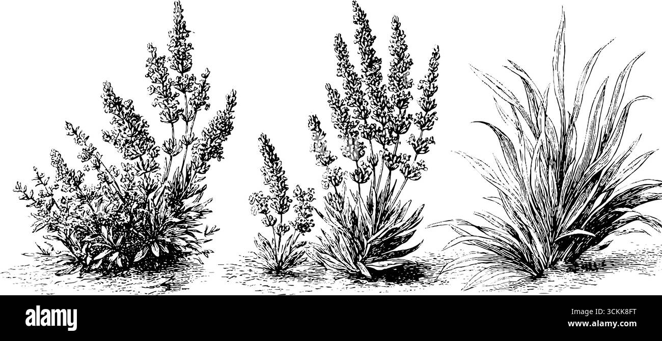 Gravures botaniques vintage de lavande et de plantes pour des projets de design naturel. Illustration de Vecteur
