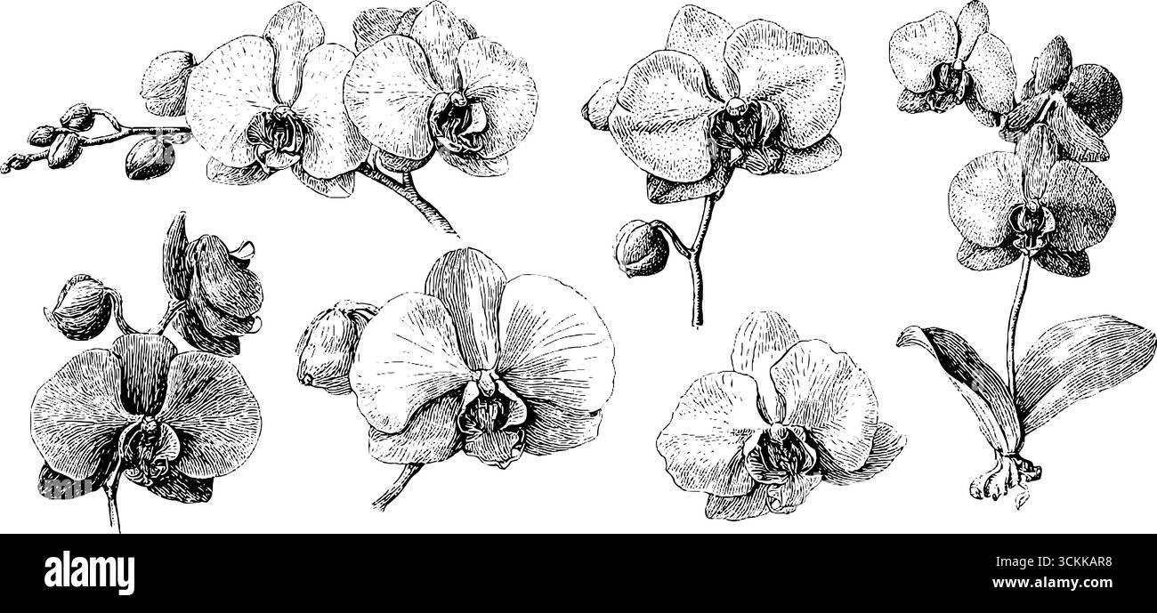 Illustrations d'orchidée vintage noir et blanc pour des dessins botaniques. Illustration de Vecteur
