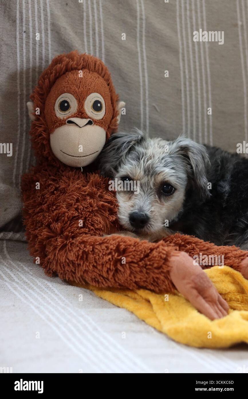 Chien mignon dormant sur une couverture douce, gros plan de la photo. Un petit chien assis sur un canapé et regardant la caméra. Banque D'Images Chien mignon dormant sur une couverture douce, gros plan de la photo. Un petit chien assis sur un canapé et regardant la caméra. Banque D'Images