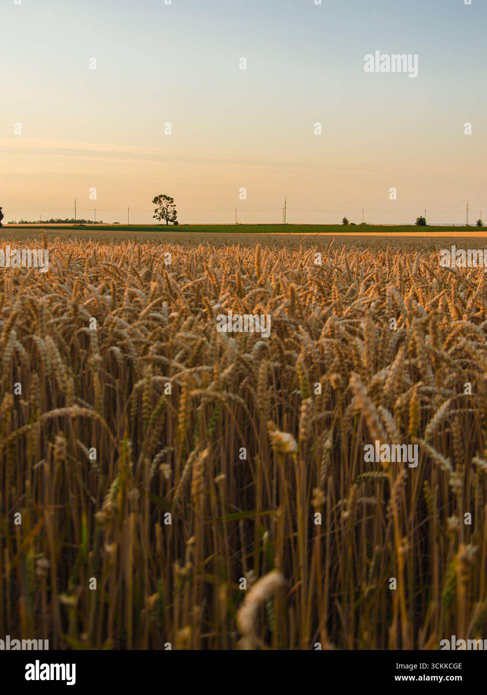 Champ de blé doré au coucher du soleil, paysage agricole en été, campagne ukrainienne. Banque D'Images