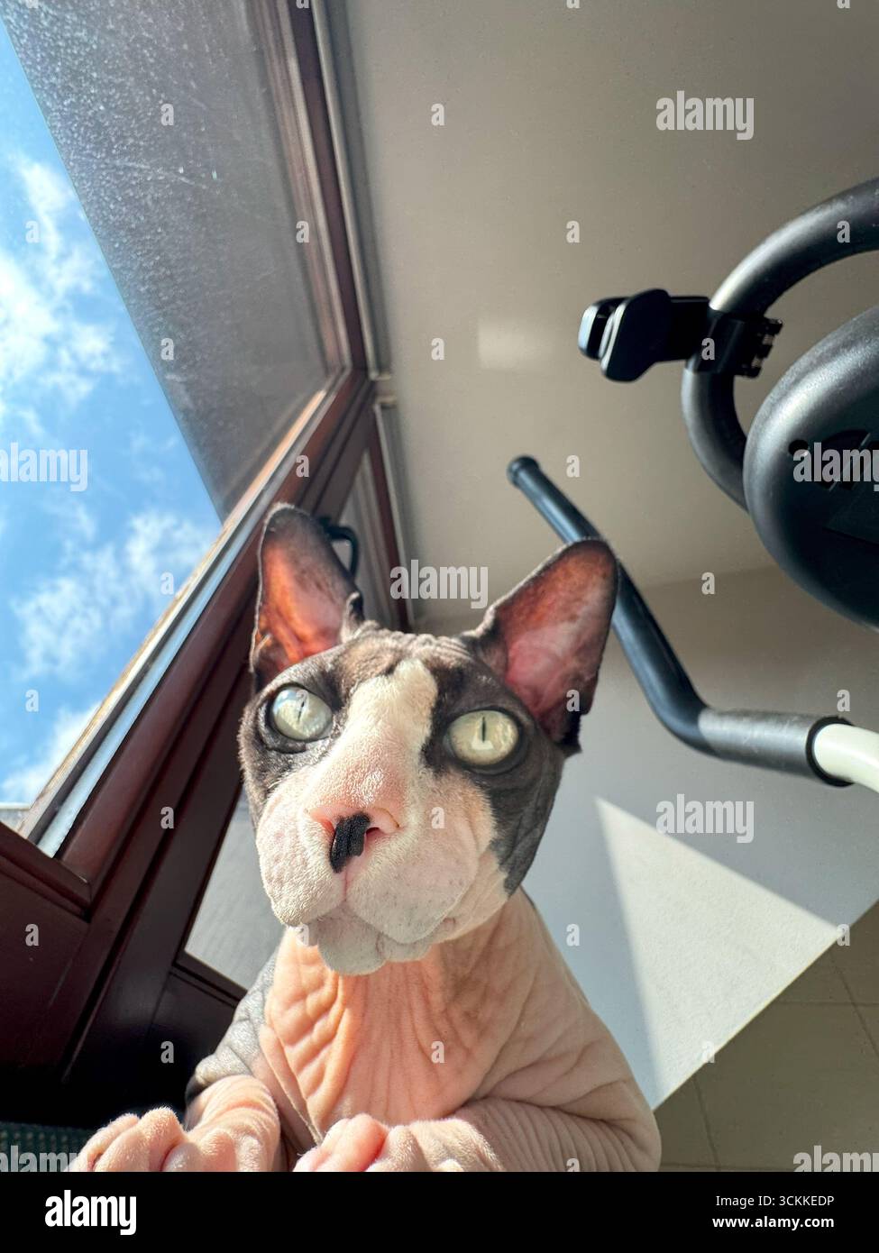 Photographie grand angle d'un chat canadien Sphynx assis sur une natte près d'une fenêtre lumineuse. L'arrière-plan présente un ciel bleu clair, mettant en valeur le chat Banque D'Images
