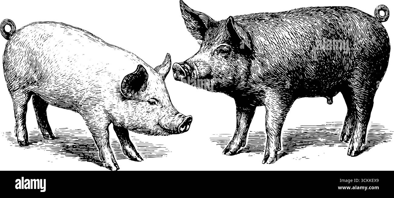 Gravures de cochon à queue bouclée pour le décor rustique de ferme et les projets de design. Illustration de Vecteur Gravures de cochon à queue bouclée pour le décor rustique de ferme et les projets de design. Illustration de Vecteur