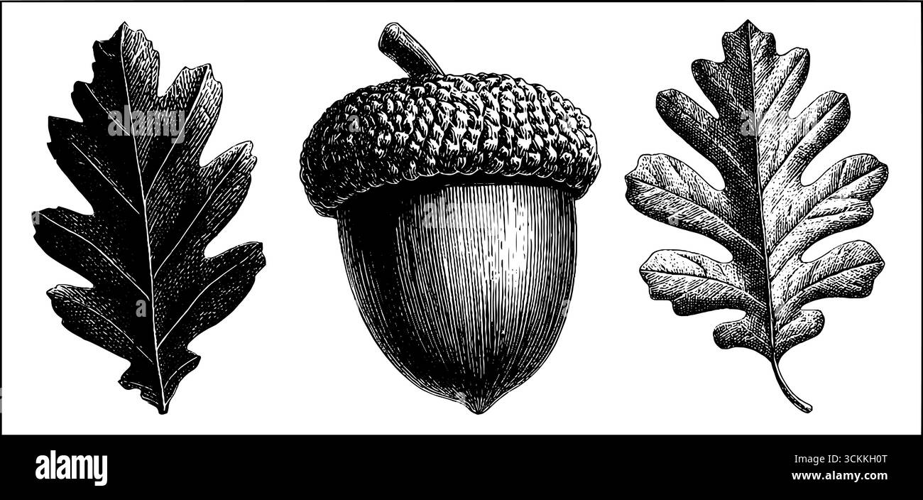 Gravures de nature vintage : illustration de feuilles de glande et de chêne pour les dessins botaniques. Illustration de Vecteur