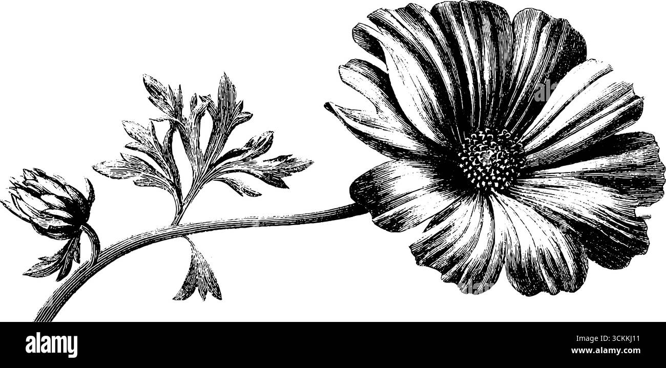 Illustration gravée vintage de fleur pressée en folio pour la conception botanique. Illustration de Vecteur