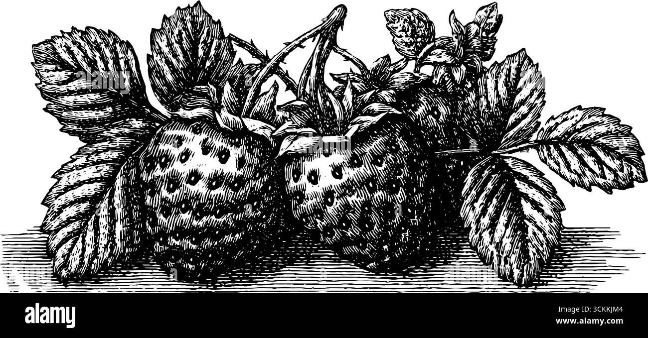 Illustration gravée vintage de desserts en mousse au chocolat et fraises pour culinaire compris Illustration de Vecteur