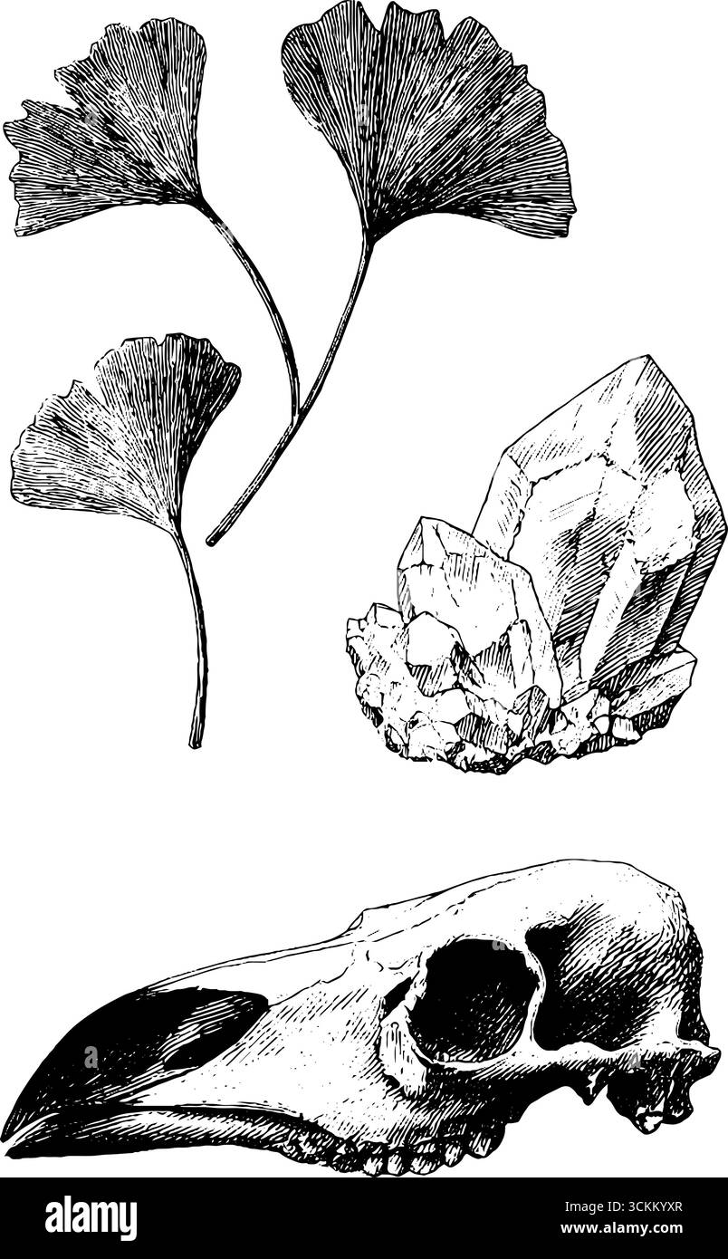 Gravure botanique et fossile vintage avec feuilles de biloba, cristal de quartz et crâne animal. Illustration de Vecteur