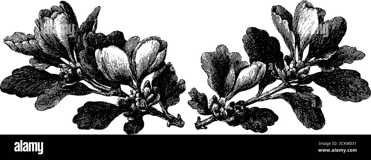 Design de couronne de ginkgo biloba gravé vintage pour un décor et des bordures classiques. Illustration de Vecteur