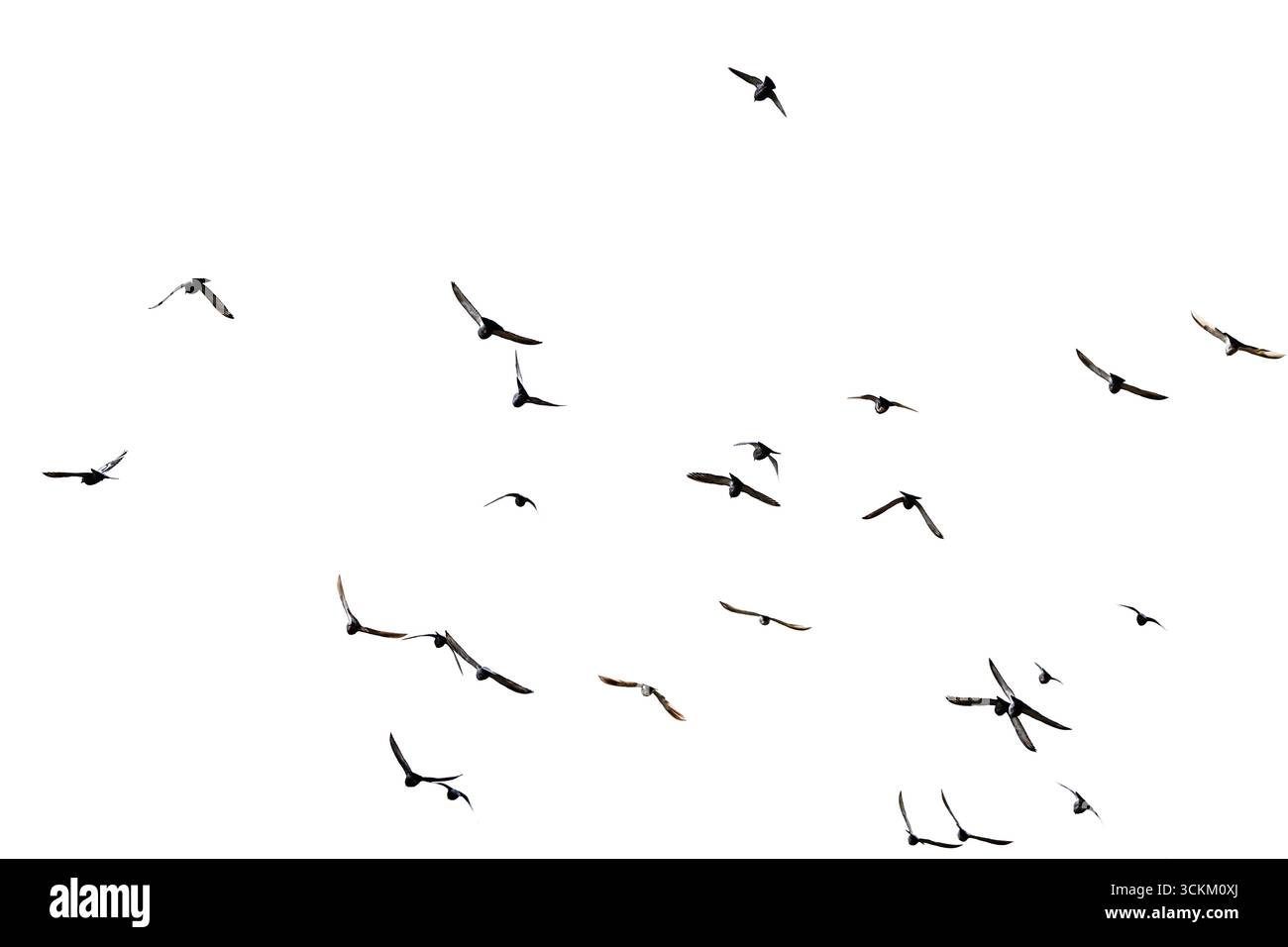 Troupeau d'oiseaux contre ciel gris Banque D'Images