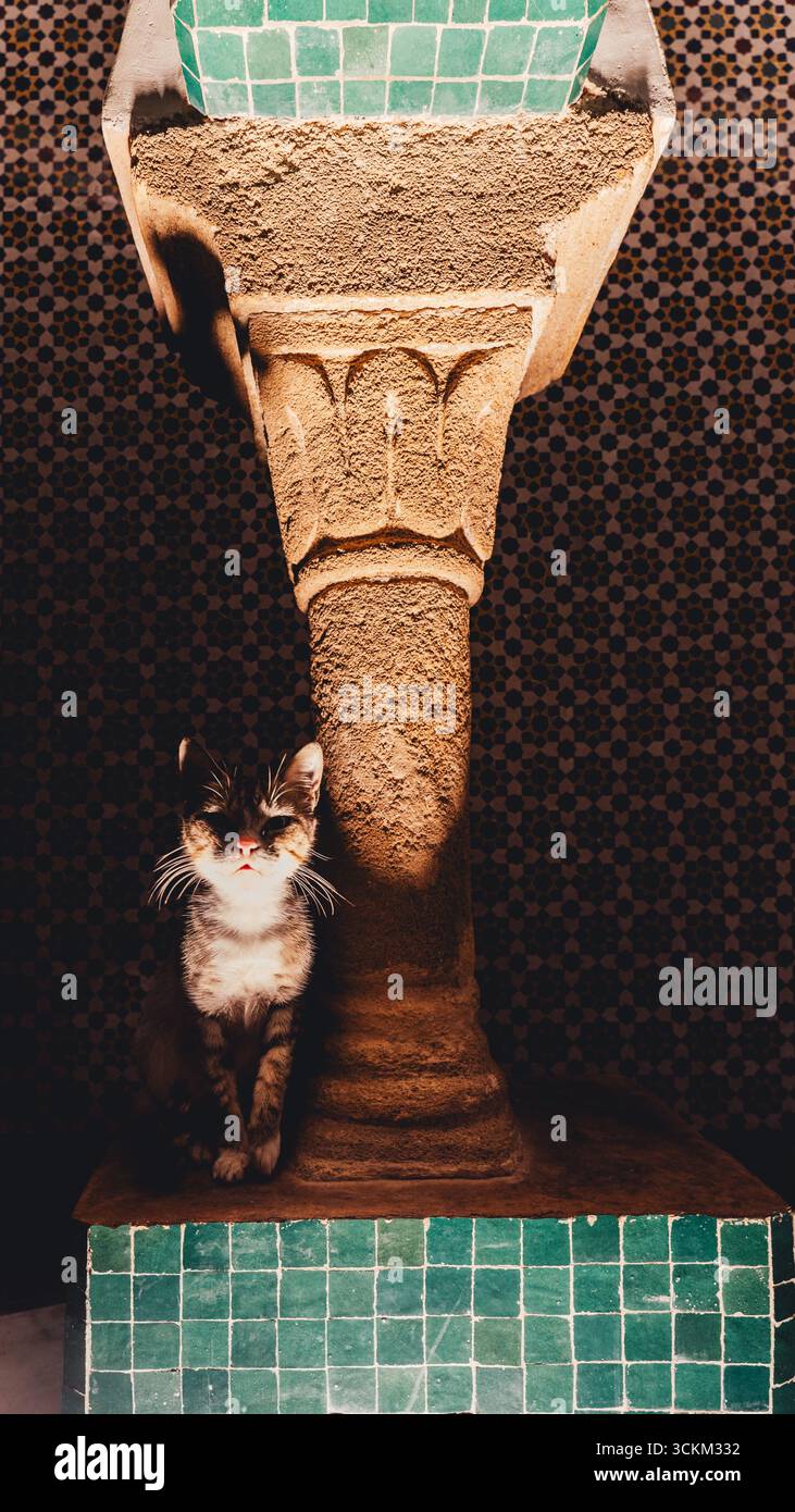 un chat errant dans la nuit de la ville Banque D'Images