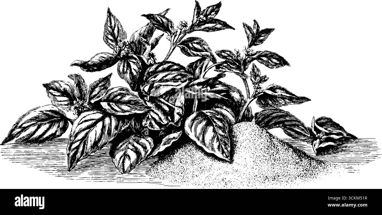 Gravure vintage dessinée à la main de feuilles de thé dispersées et silhouette de plante pour un design rétro. Illustration de Vecteur