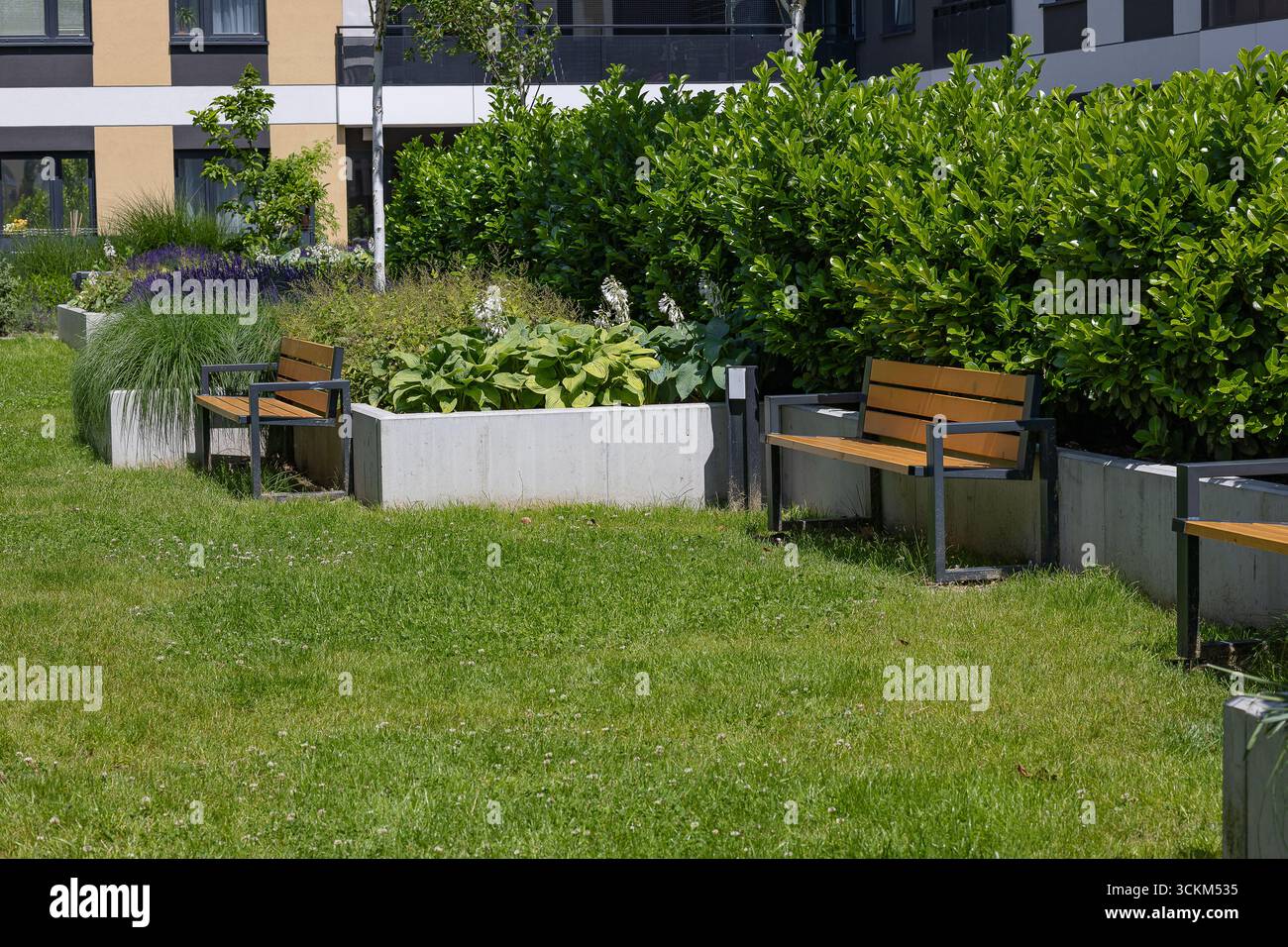 Design paysager moderne de cour avec pelouse verte, plantes décoratives, bancs en bois et bâtiment résidentiel sur fond. Espace de vie confortable Banque D'Images