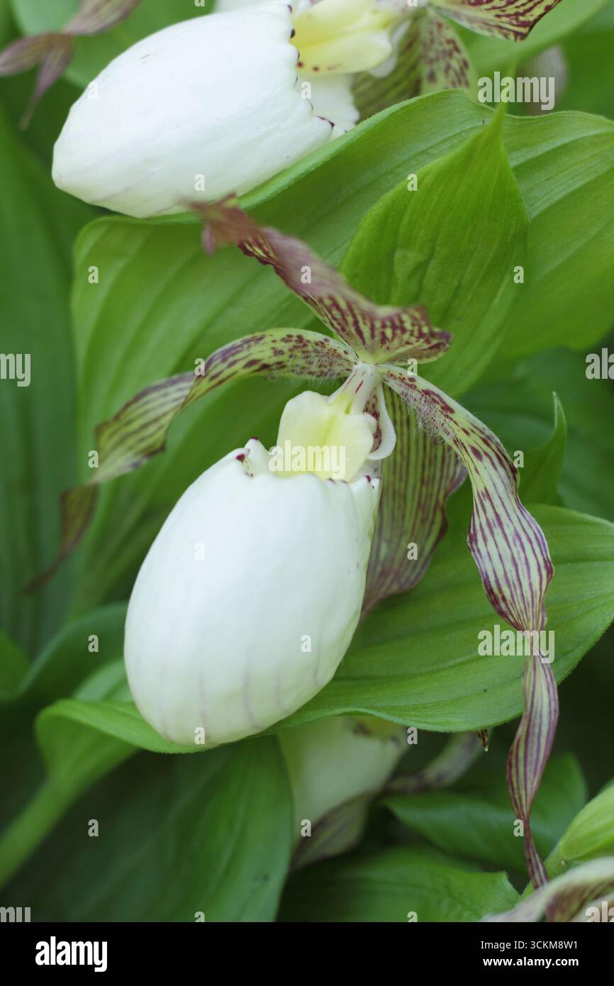 Cypripedium. Grandes poches de fleurs d'orchidée de pantoufle de Lady poussant à l'extérieur dans une bordure de jardin humide et partiellement ombragée. ROYAUME-UNI Banque D'Images