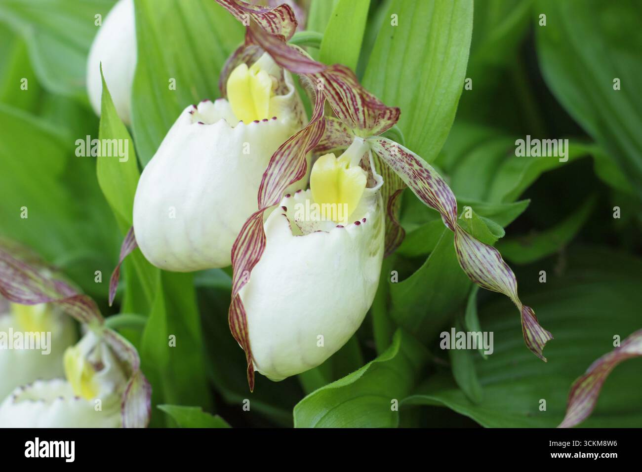 Cypripedium. Grandes poches de fleurs d'orchidée de pantoufle de Lady poussant à l'extérieur dans une bordure de jardin humide et partiellement ombragée. ROYAUME-UNI Banque D'Images