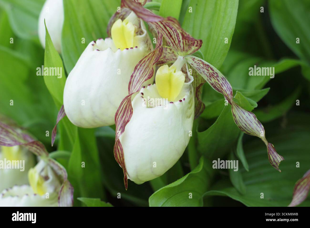 Cypripedium. Grandes poches de fleurs d'orchidée de pantoufle de Lady poussant à l'extérieur dans une bordure de jardin humide et partiellement ombragée. ROYAUME-UNI Banque D'Images
