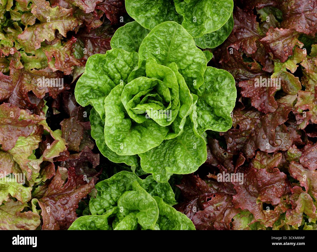 Rangées de laitue. Saladier rouge et laitue Chatsworth verte cultivées en rangées alternées pour un effet coloré. ROYAUME-UNI Banque D'Images