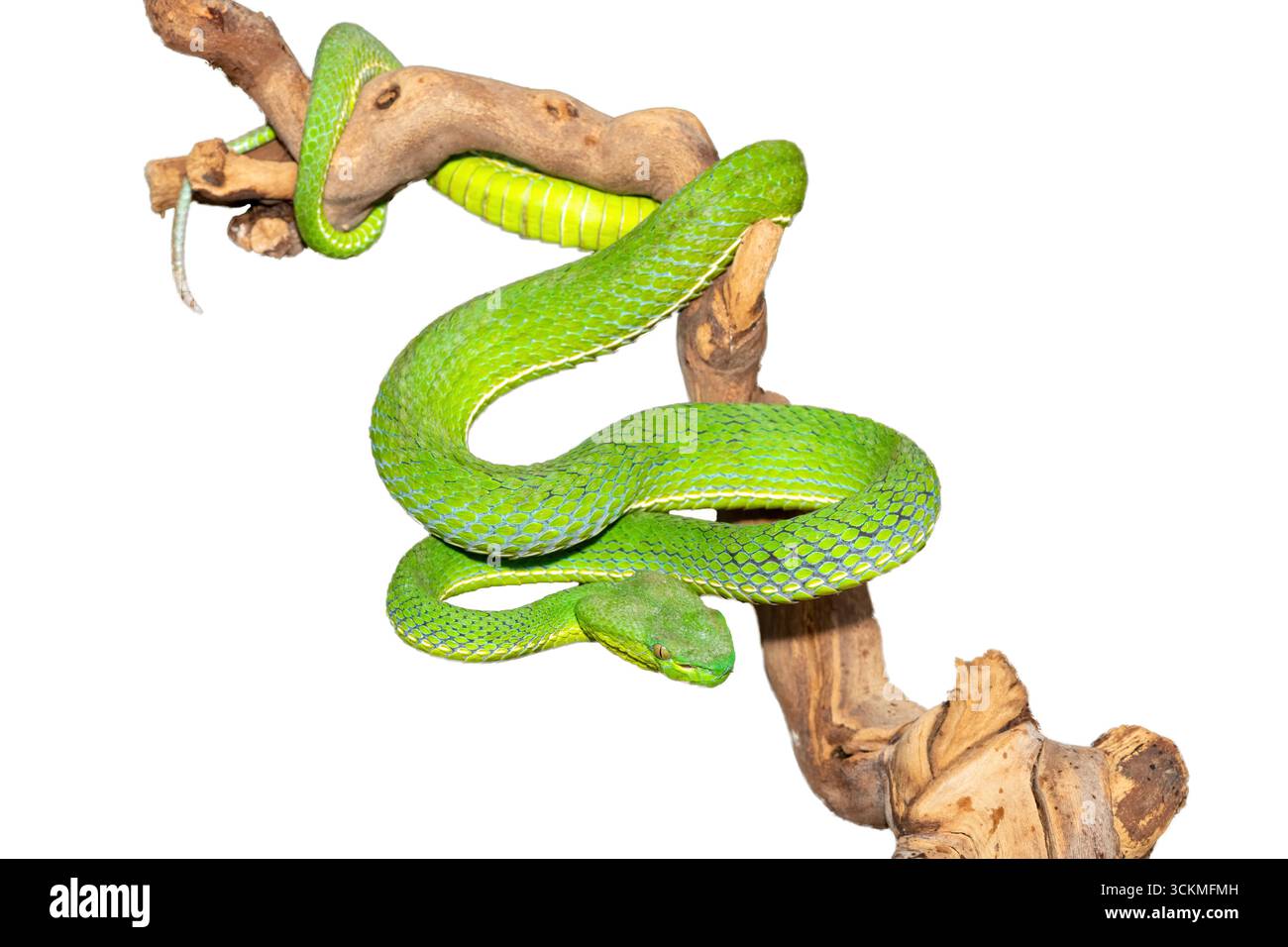 Gros plan d'une belle vipère à fosse de Vogel (Trimeresurus vogeli), enroulée sur une branche. Sur fond blanc Banque D'Images