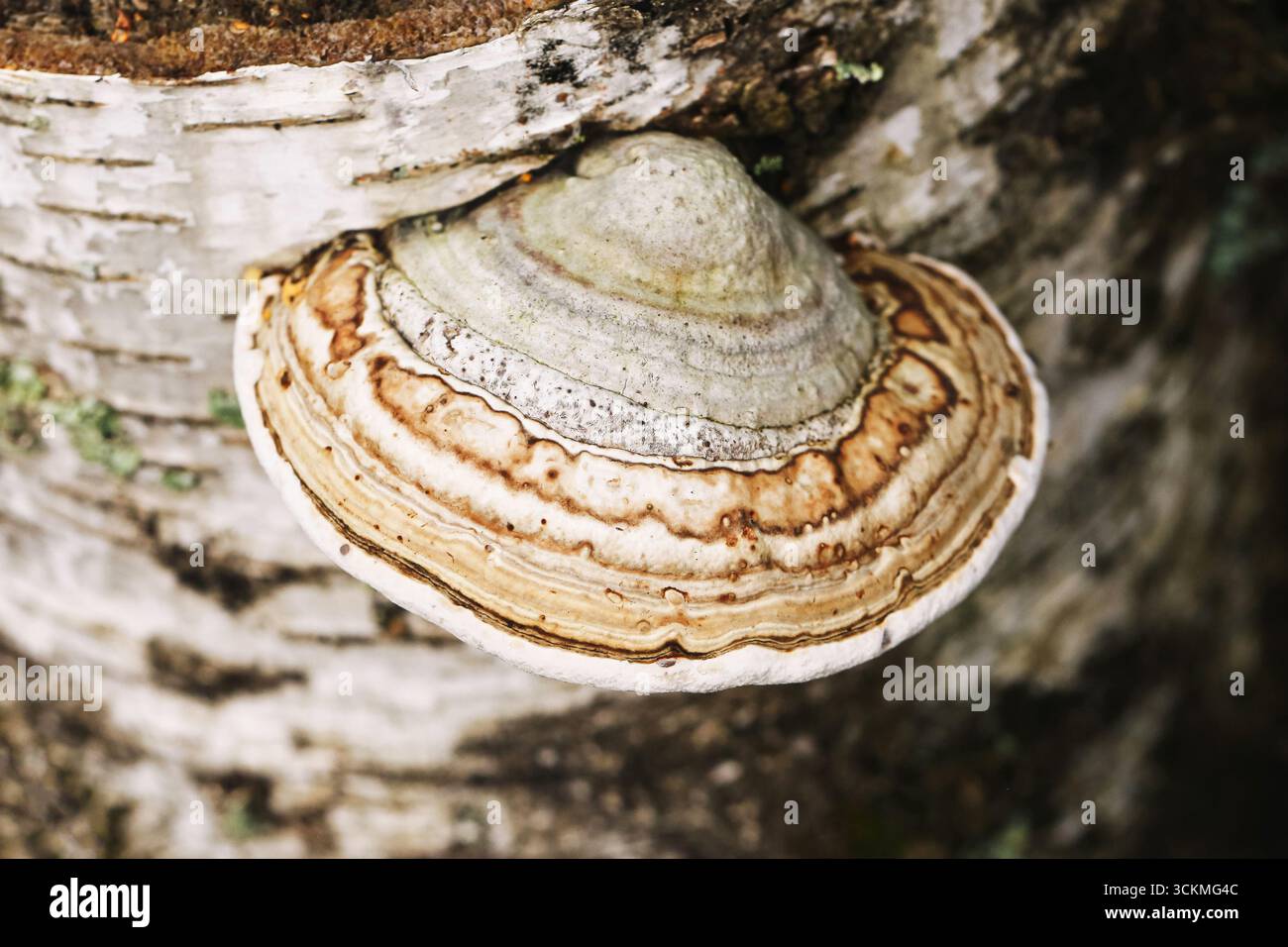 Champignon de support poussant sur le tronc d'arbre. Gros plan de champignon polyporeux à couches concentriques. Organisme forestier sauvage attaché à l'écorce. Banque D'Images
