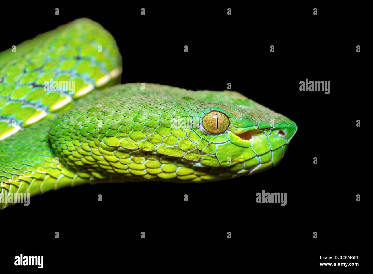 Gros plan d'une belle vipère à fosse de Vogel (Trimeresurus vogeli), enroulée sur une branche. Sur fond noir Banque D'Images