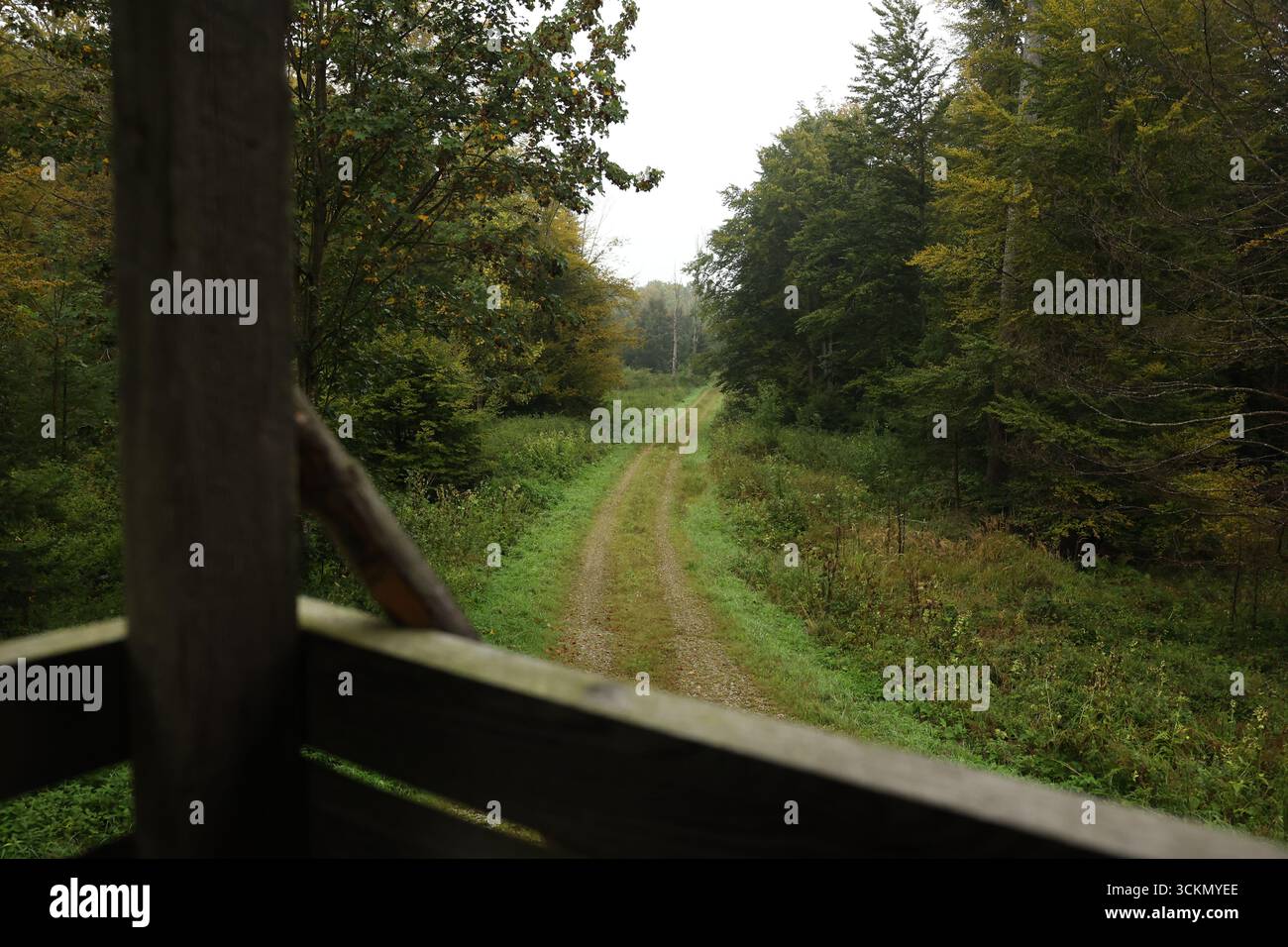 Route de campagne à travers la forêt - chemin étroit entouré d'arbres verdoyants, paysage d'été calme dans la nature. Banque D'Images