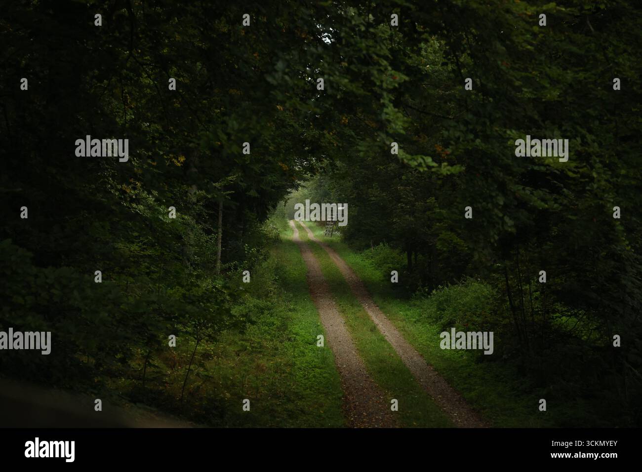 Route de campagne à travers la forêt - chemin étroit entouré d'arbres verdoyants, paysage d'été calme dans la nature. Banque D'Images