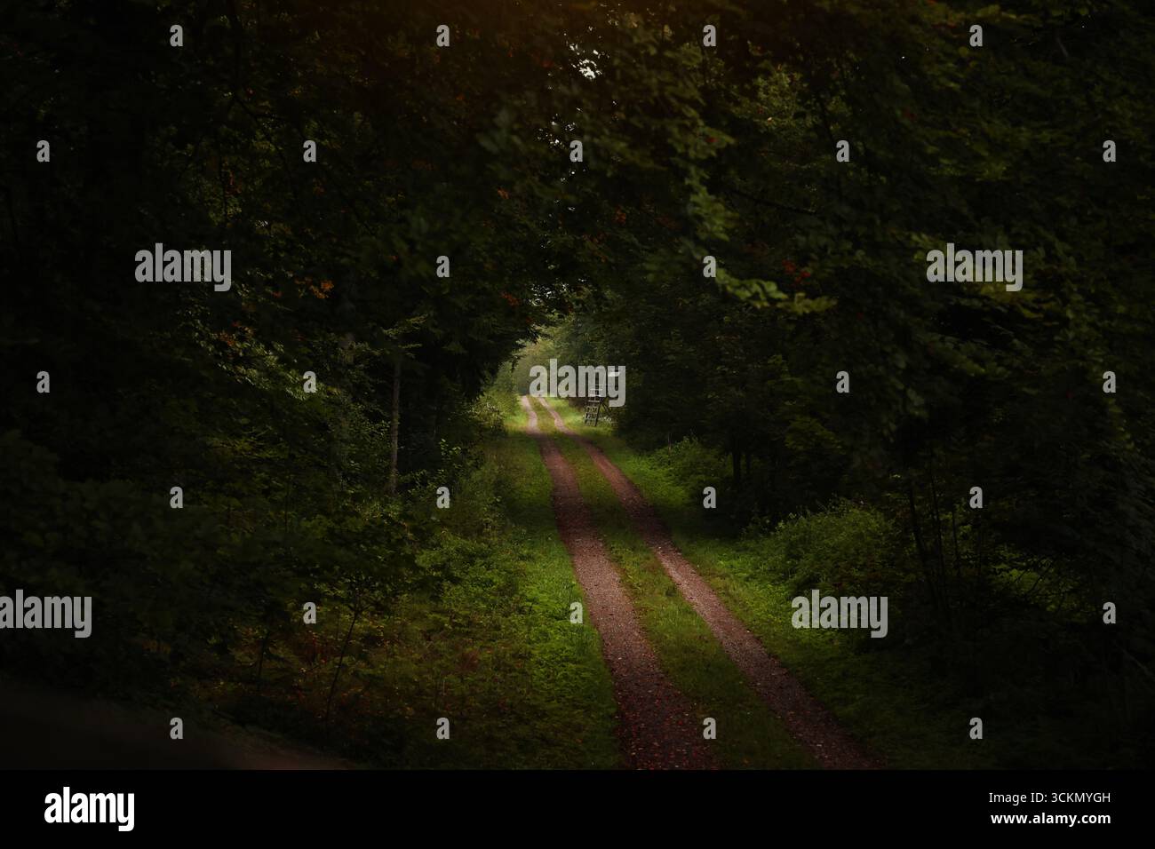 Chemin forestier sous des arbres verts – chemin de terre menant à travers un tunnel forestier sombre, paysage boisé d'été paisible Banque D'Images