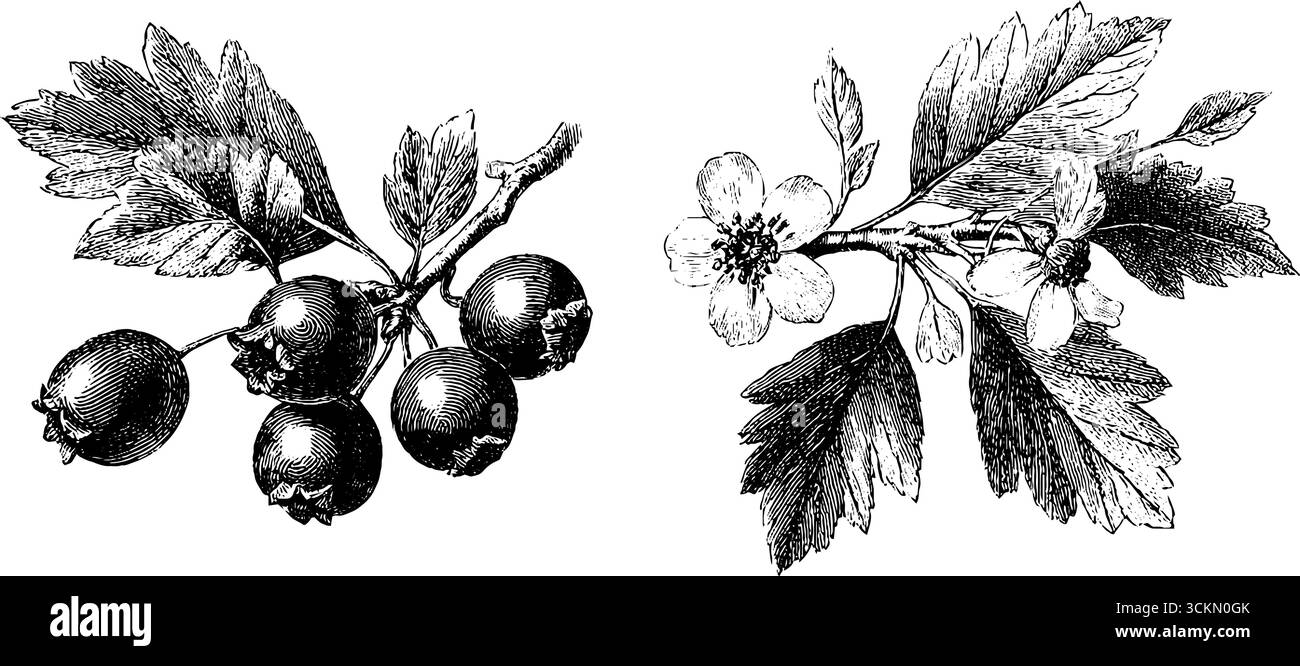 Illustration botanique gravée de baies d'aubépine et de fleurs pour la conception de la nature. Illustration de Vecteur
