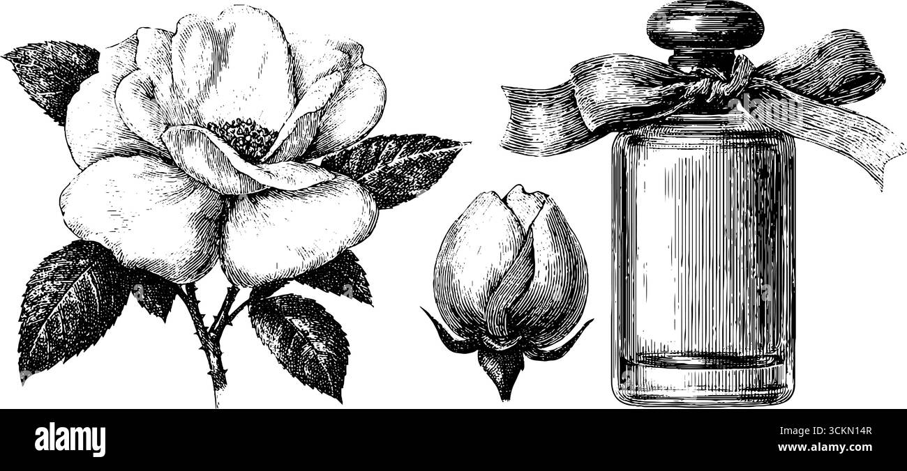 Ensemble élégant flacon de parfum gravé et rose pour un design imprimé de luxe. Illustration de Vecteur
