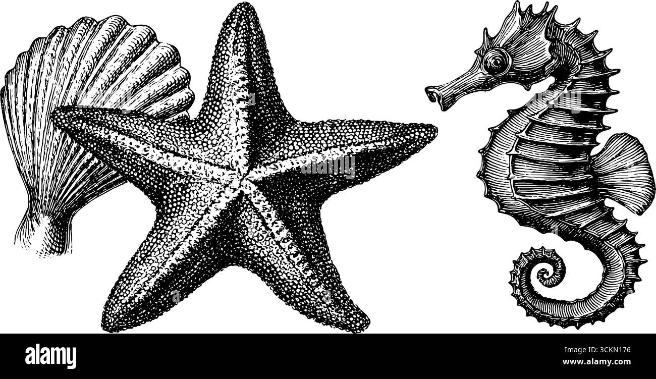 Gravure vintage Ocean Life avec étoiles de mer, hippocampe et coquillage pour un décor nautique. Illustration de Vecteur