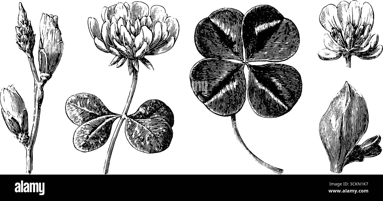 Illustration gravée de fleurs de trèfle et de feuilles pour l'art botanique et le design. Illustration de Vecteur