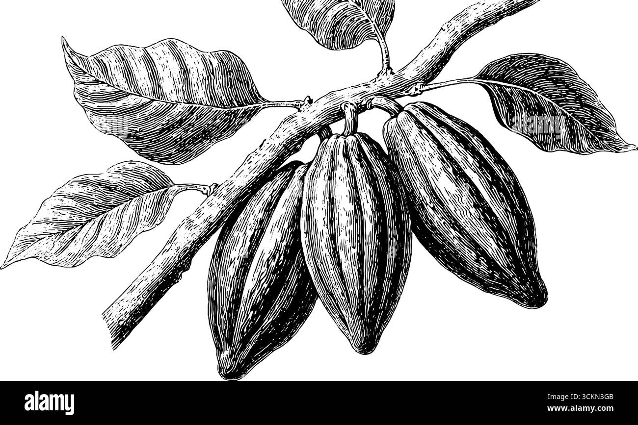 Gravure vintage de gousses de cacao sur la branche pour la conception d'art de chocolat mexicain. Illustration de Vecteur