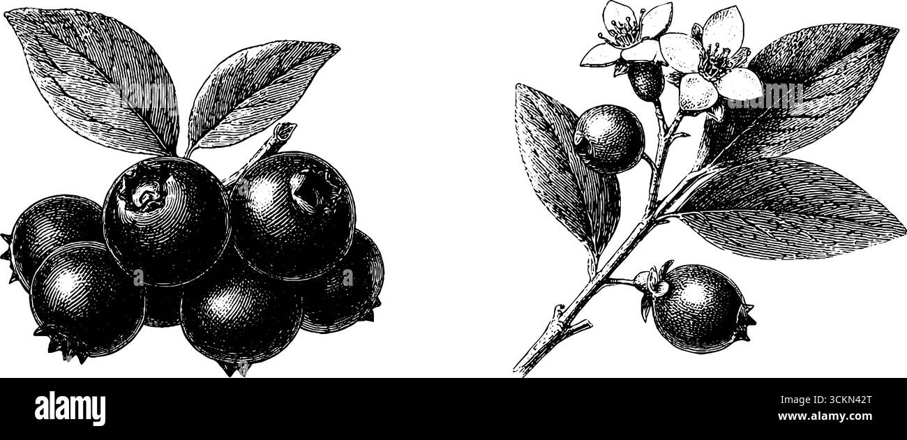 Ensemble d'illustrations botaniques gravées mettant en vedette des fruits de myrtille et des fleurs pour l'art et le design. Illustration de Vecteur